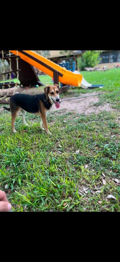 Enlarge Scout, a Adoptable mixed breed in Bayonne, NJ image 4/6