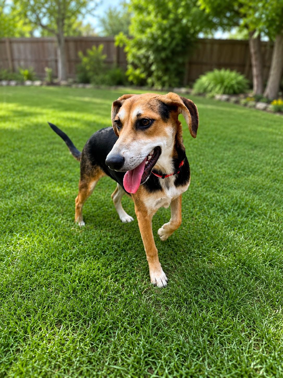 Enlarge Scout, a Adoptable mixed breed in Bayonne, NJ image 6/6