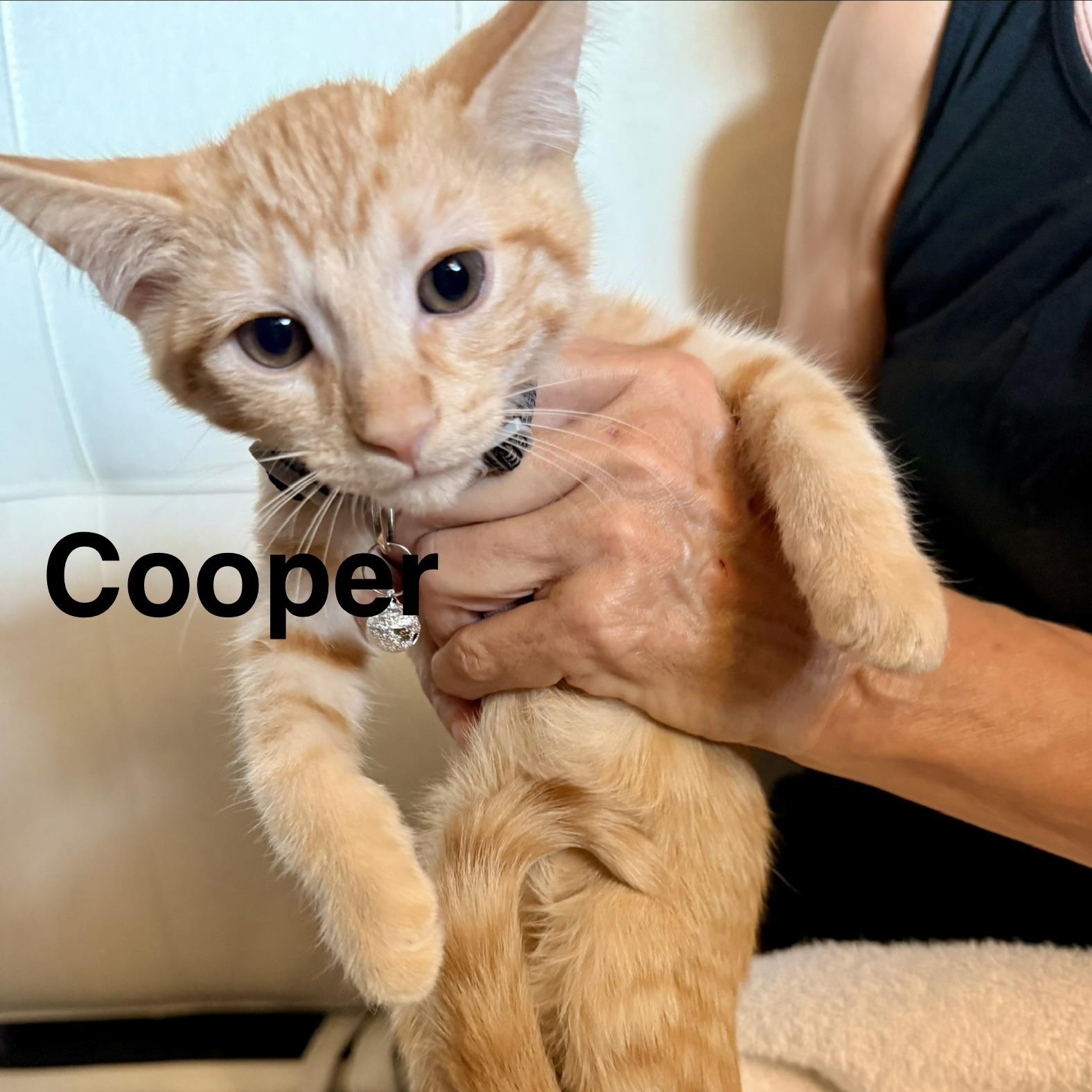 Cooper, Adoptable, Kitten Male Domestic Short Hair.