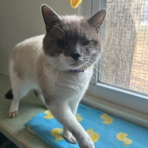 Enlarge Jingle, an adopted Domestic Short Hair in Ashland, OH image 3/4