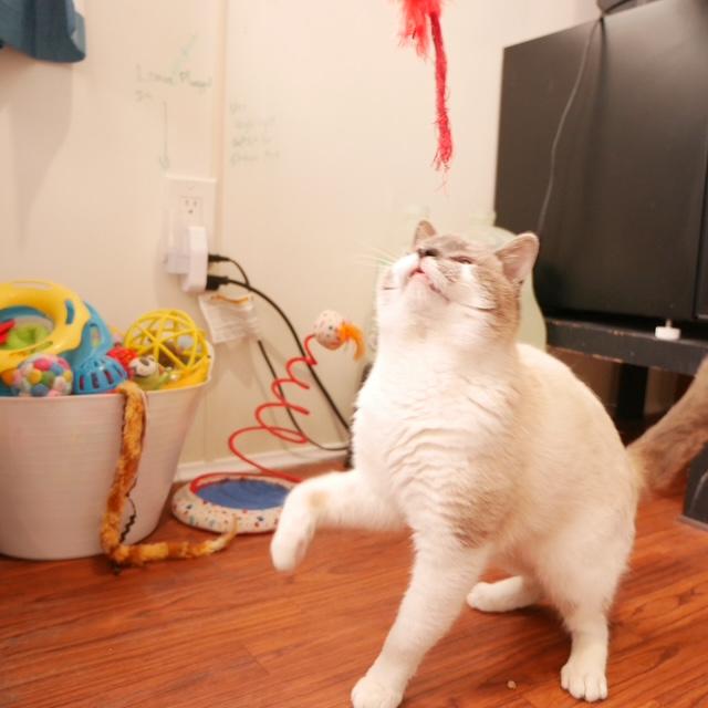 Enlarge Jingle, an adopted Domestic Short Hair in Ashland, OH image 4/4