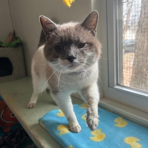 Jingle, adopted, Young Male Domestic Short Hair.