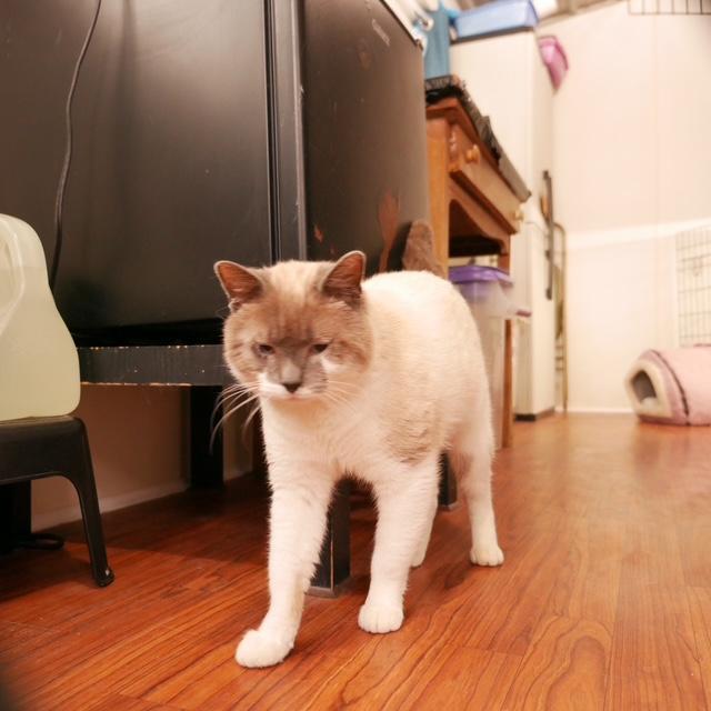 Enlarge Jingle, an adopted Domestic Short Hair in Ashland, OH image 2/4