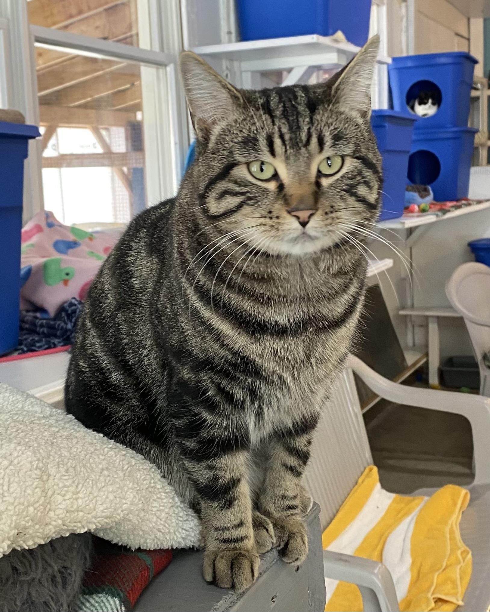Madoro, ADOPTABLE, Adult Male Tabby.