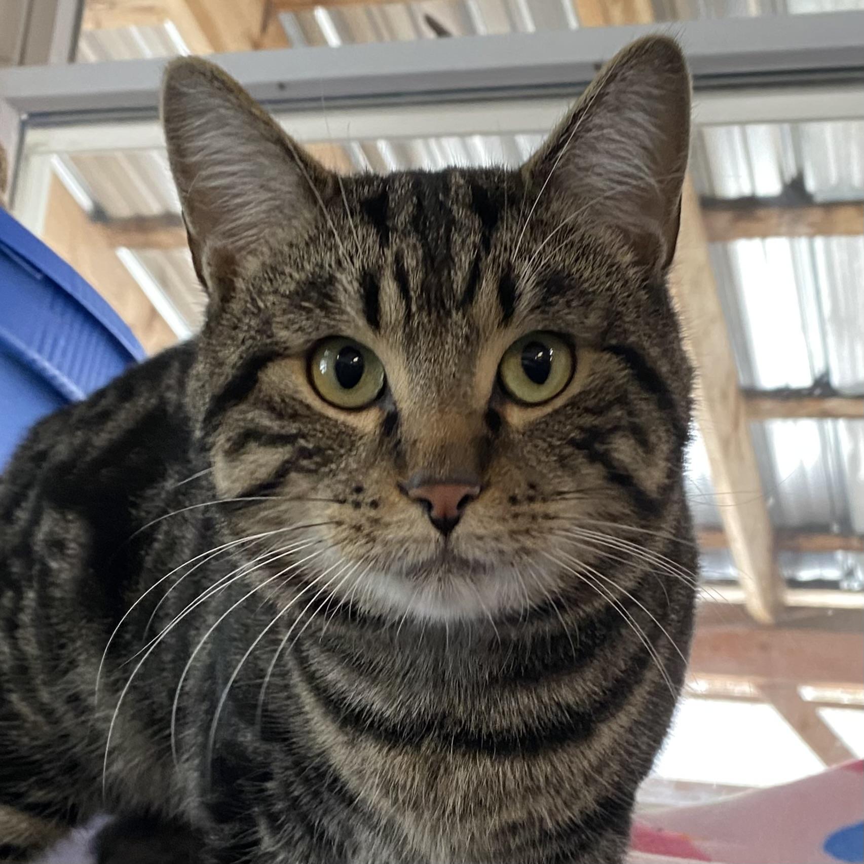Enlarge Madoro, a ADOPTABLE Tabby in Stanstead, QC image 2/5