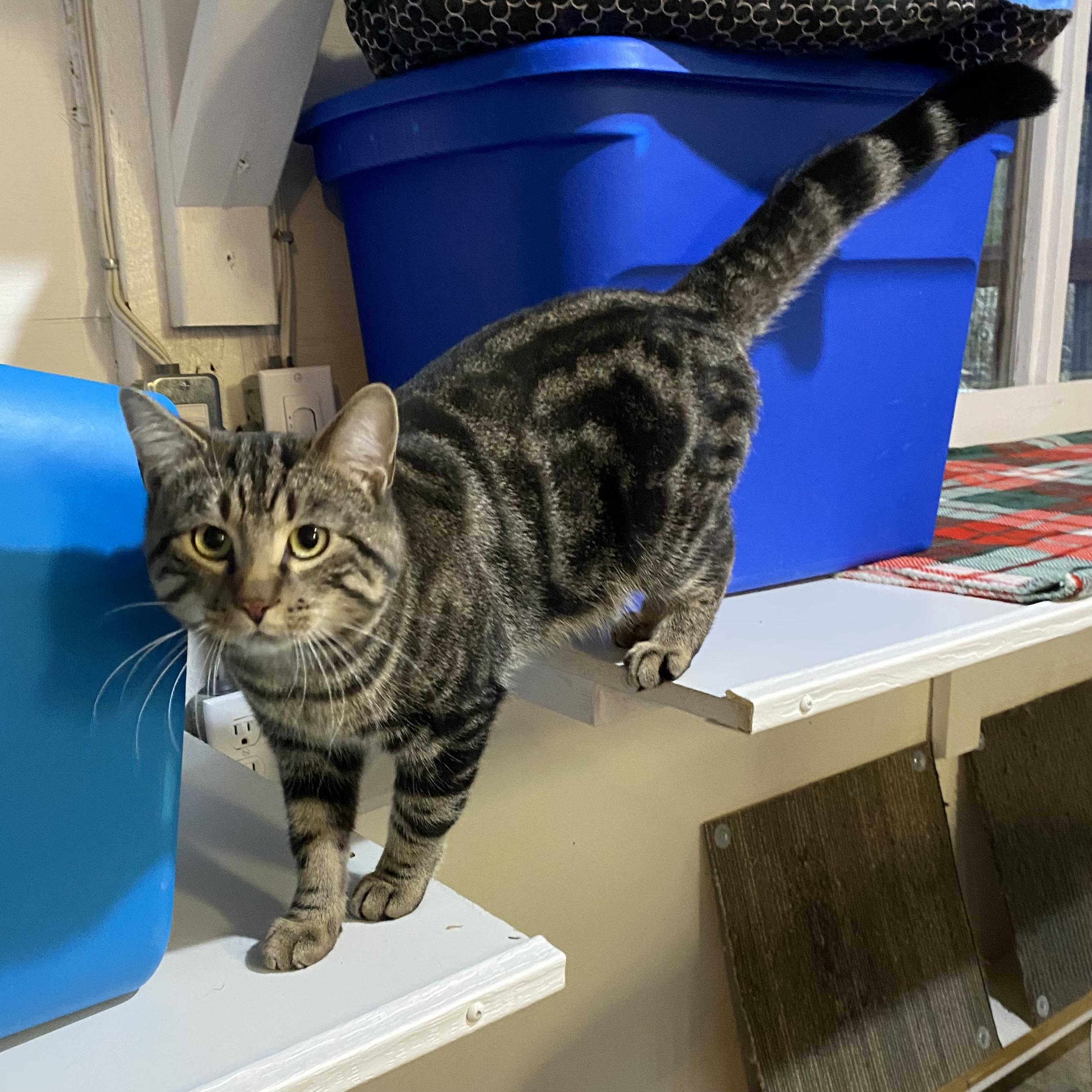 Enlarge Madoro, a ADOPTABLE Tabby in Stanstead, QC image 3/5