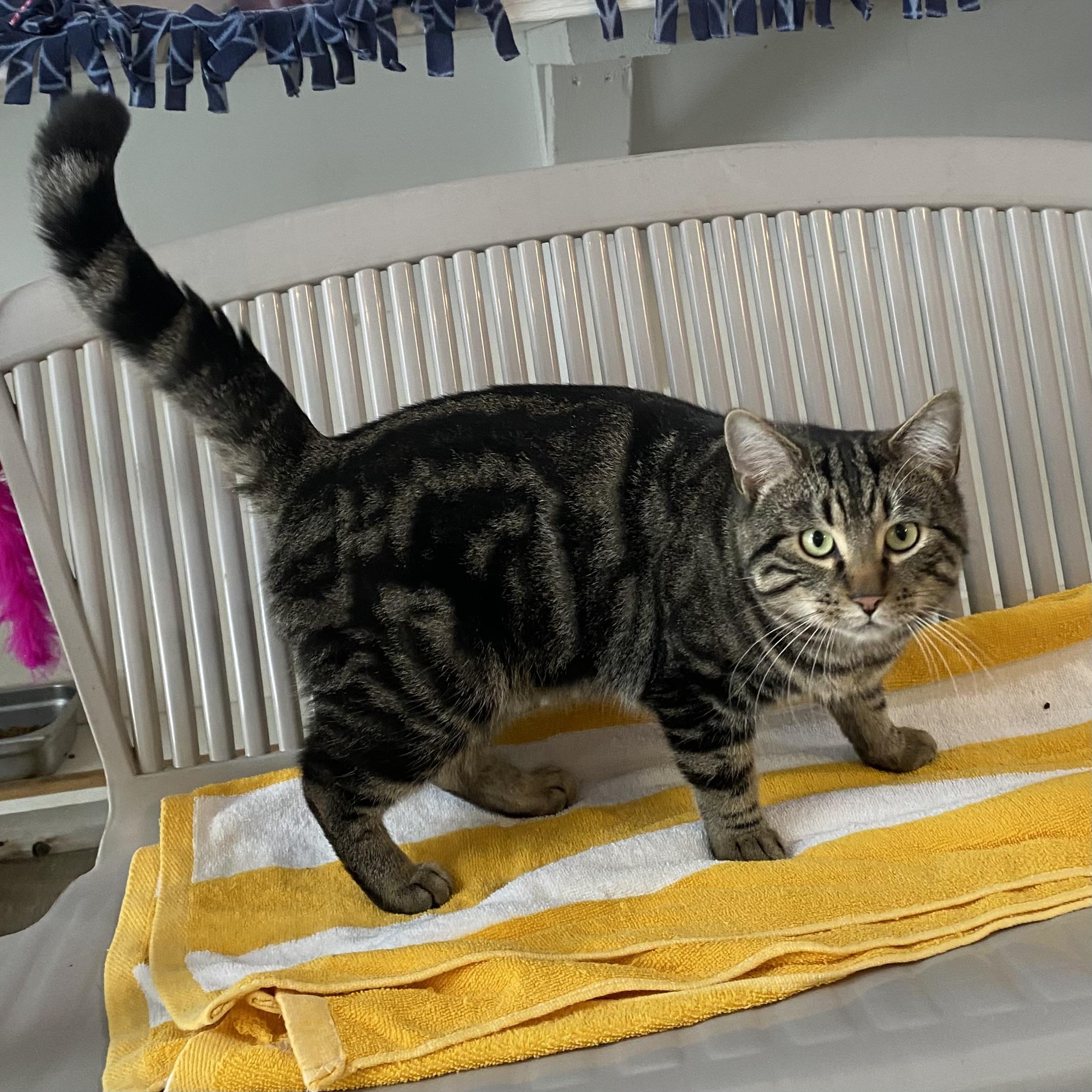 Enlarge Madoro, a ADOPTABLE Tabby in Stanstead, QC image 4/5