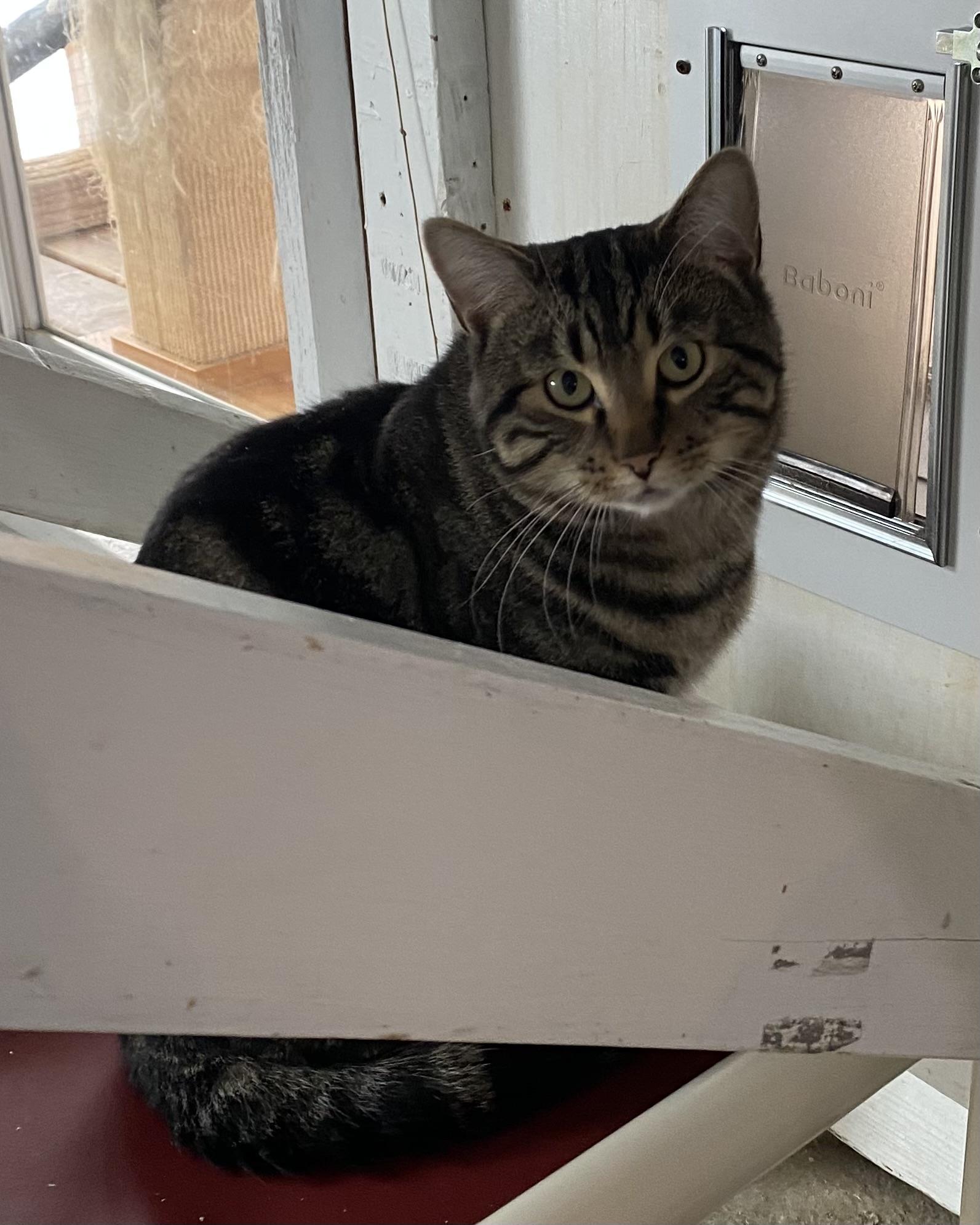 Enlarge Madoro, a ADOPTABLE Tabby in Stanstead, QC image 5/5