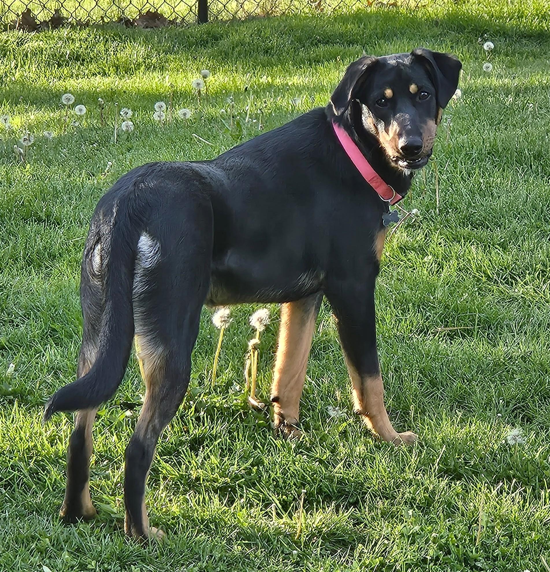 Enlarge Jellybean, a ADOPTABLE mixed breed in Lisbon, IA image 2/6
