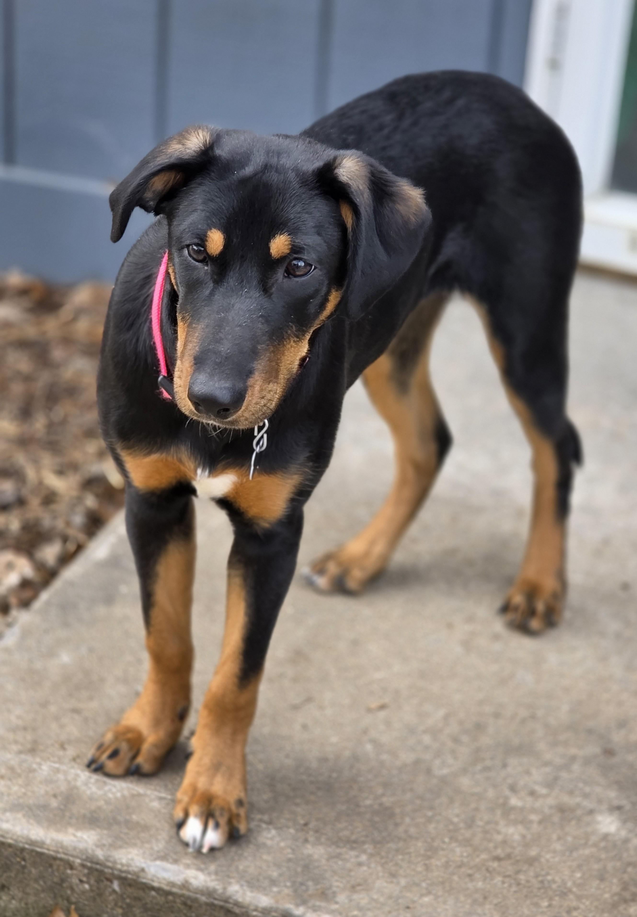 Enlarge Jellybean, a ADOPTABLE mixed breed in Lisbon, IA image 6/6