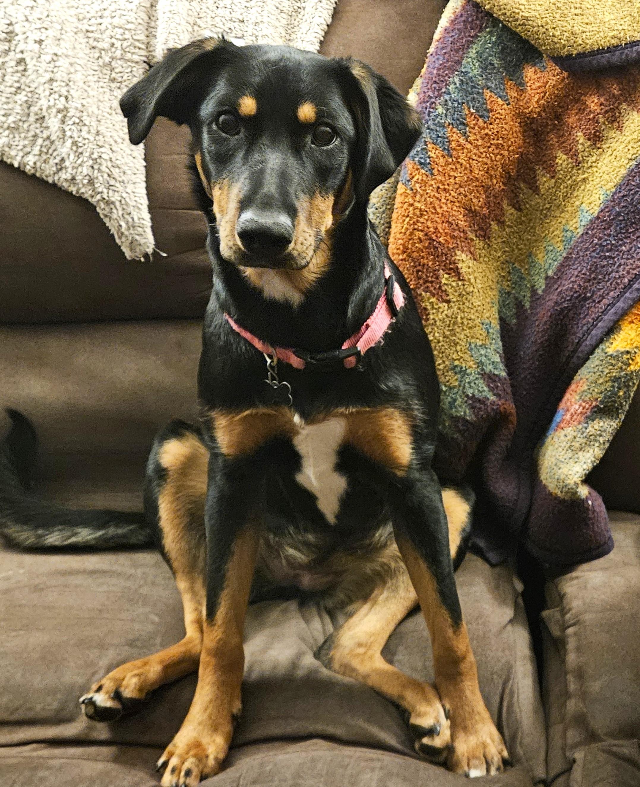 Enlarge Jellybean, a ADOPTABLE mixed breed in Lisbon, IA image 3/6