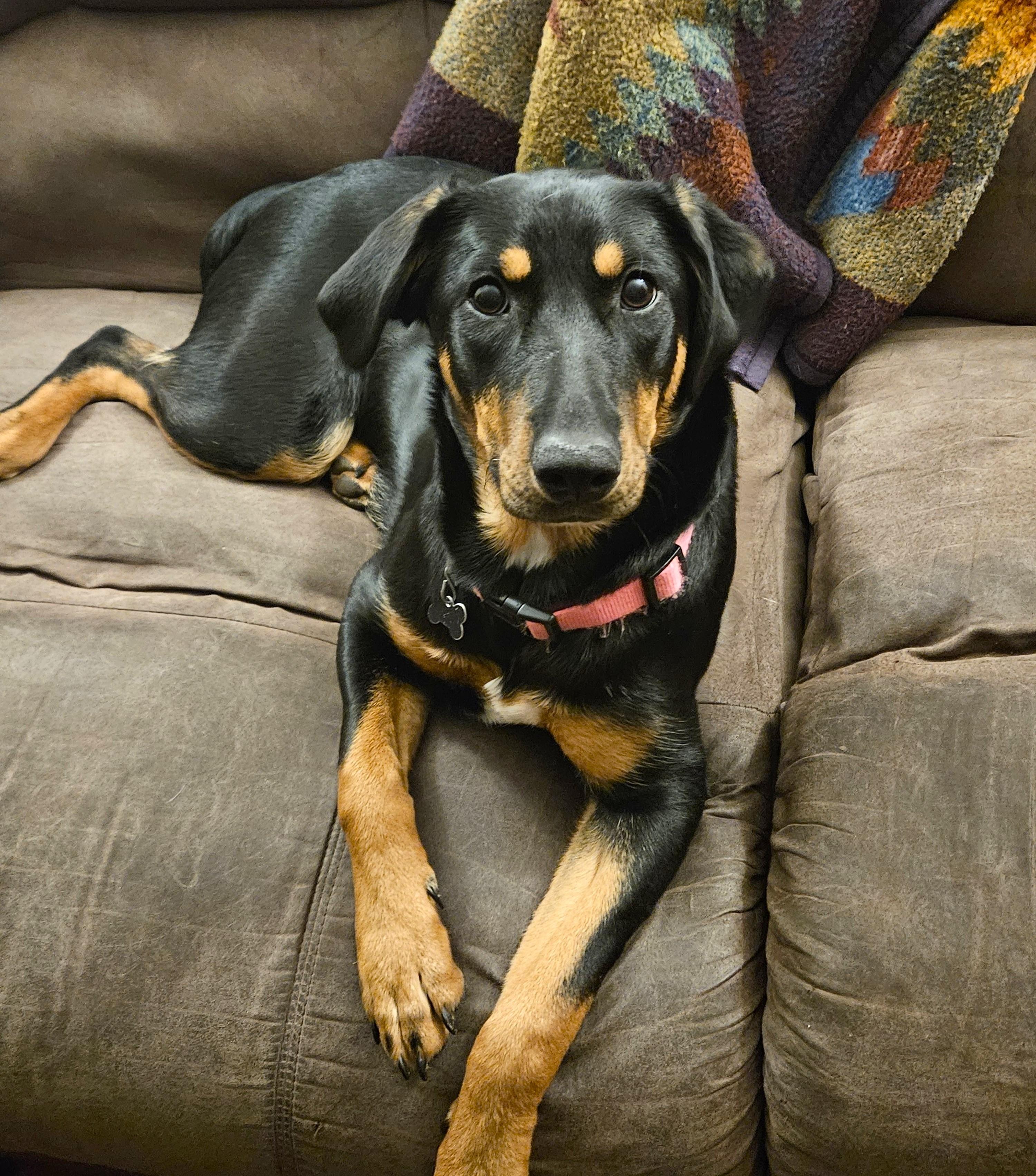 Jellybean, ADOPTABLE, Puppy Female Australian Shepherd.