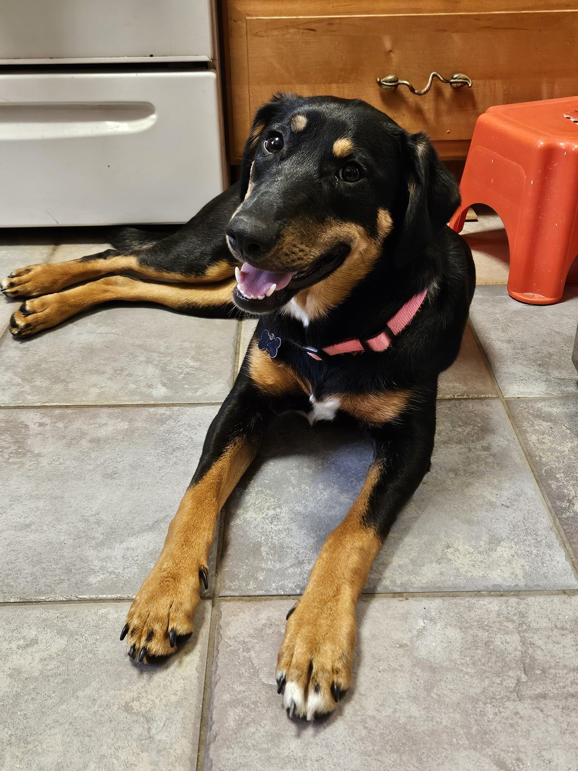 Enlarge Jellybean, a ADOPTABLE mixed breed in Lisbon, IA image 4/6
