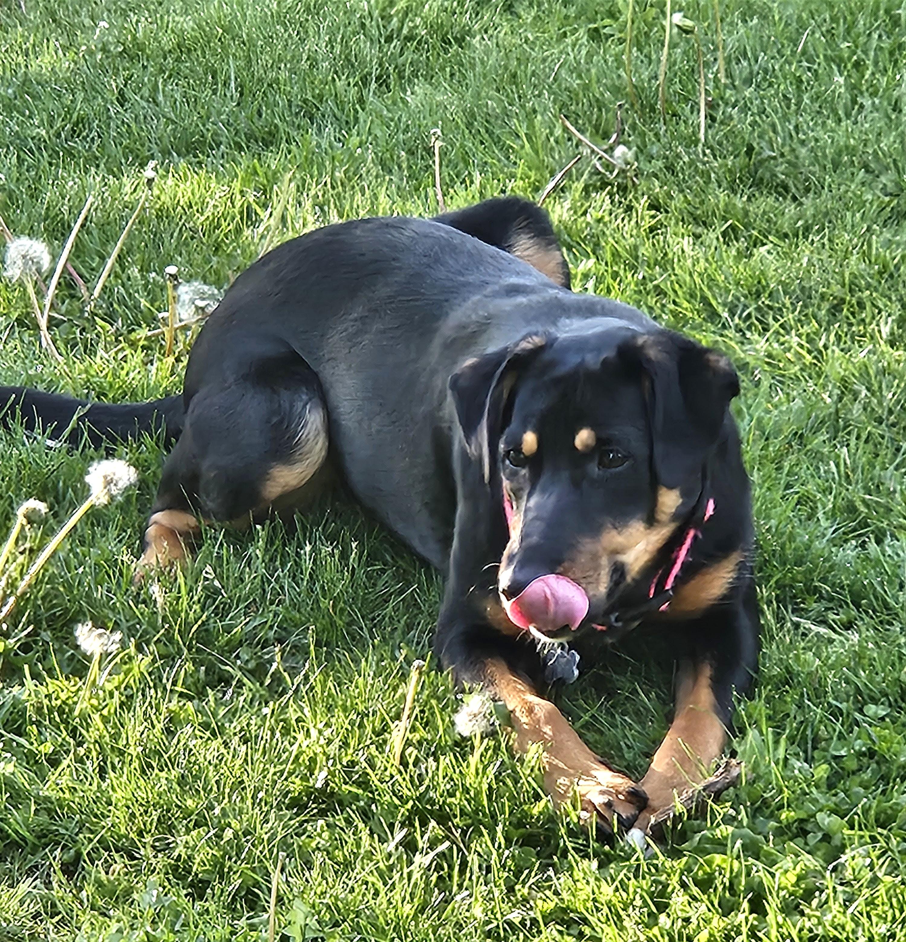 Enlarge Jellybean, a ADOPTABLE mixed breed in Lisbon, IA image 5/6