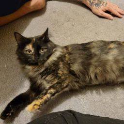 Enlarge Belle & Mynx, a Adoptable mixed breed in Cincinnati, OH image 1/6