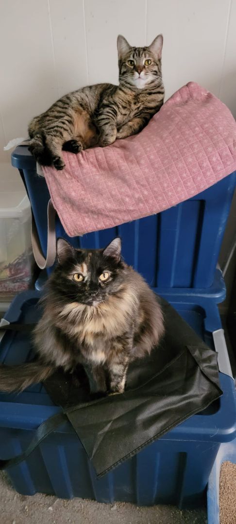 Enlarge Belle & Mynx, a Adoptable mixed breed in Cincinnati, OH image 2/6