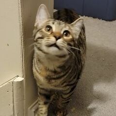 Enlarge Belle & Mynx, a Adoptable mixed breed in Cincinnati, OH image 3/6