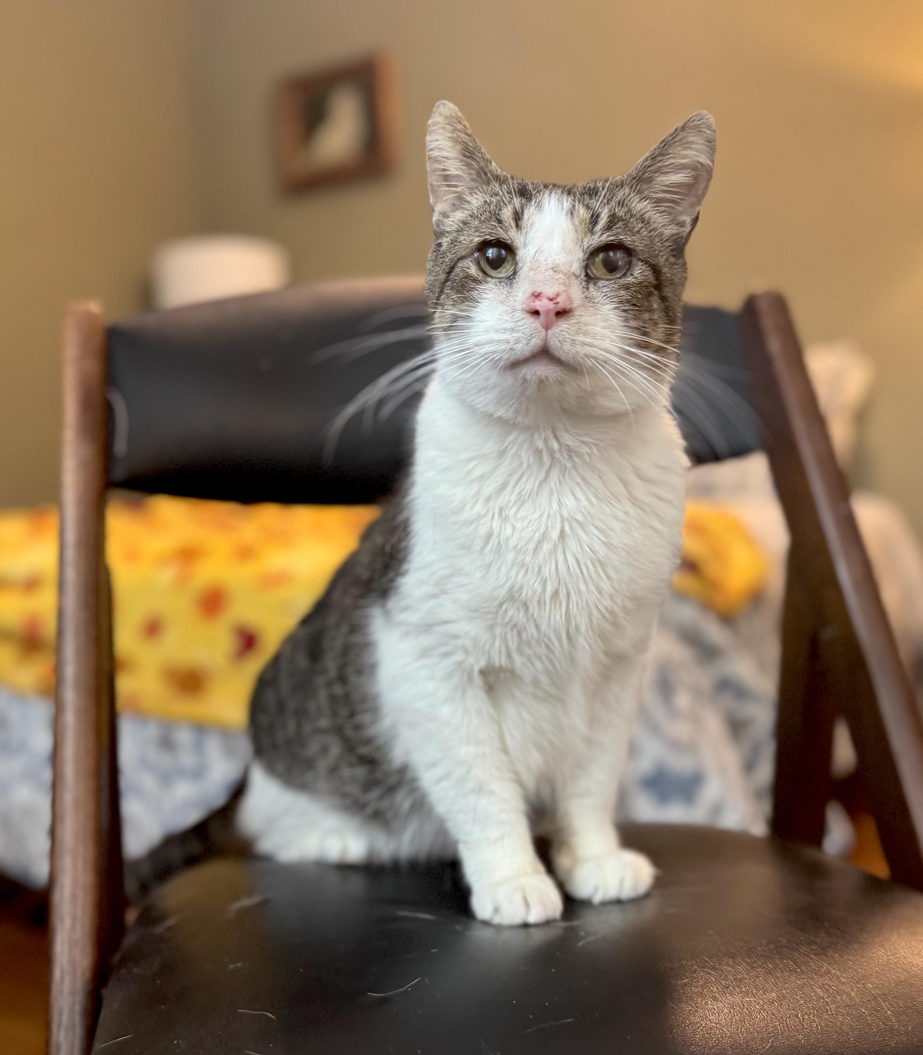 Enlarge Rusty, a Adoptable Domestic Short Hair in Stow , MA image 1/4
