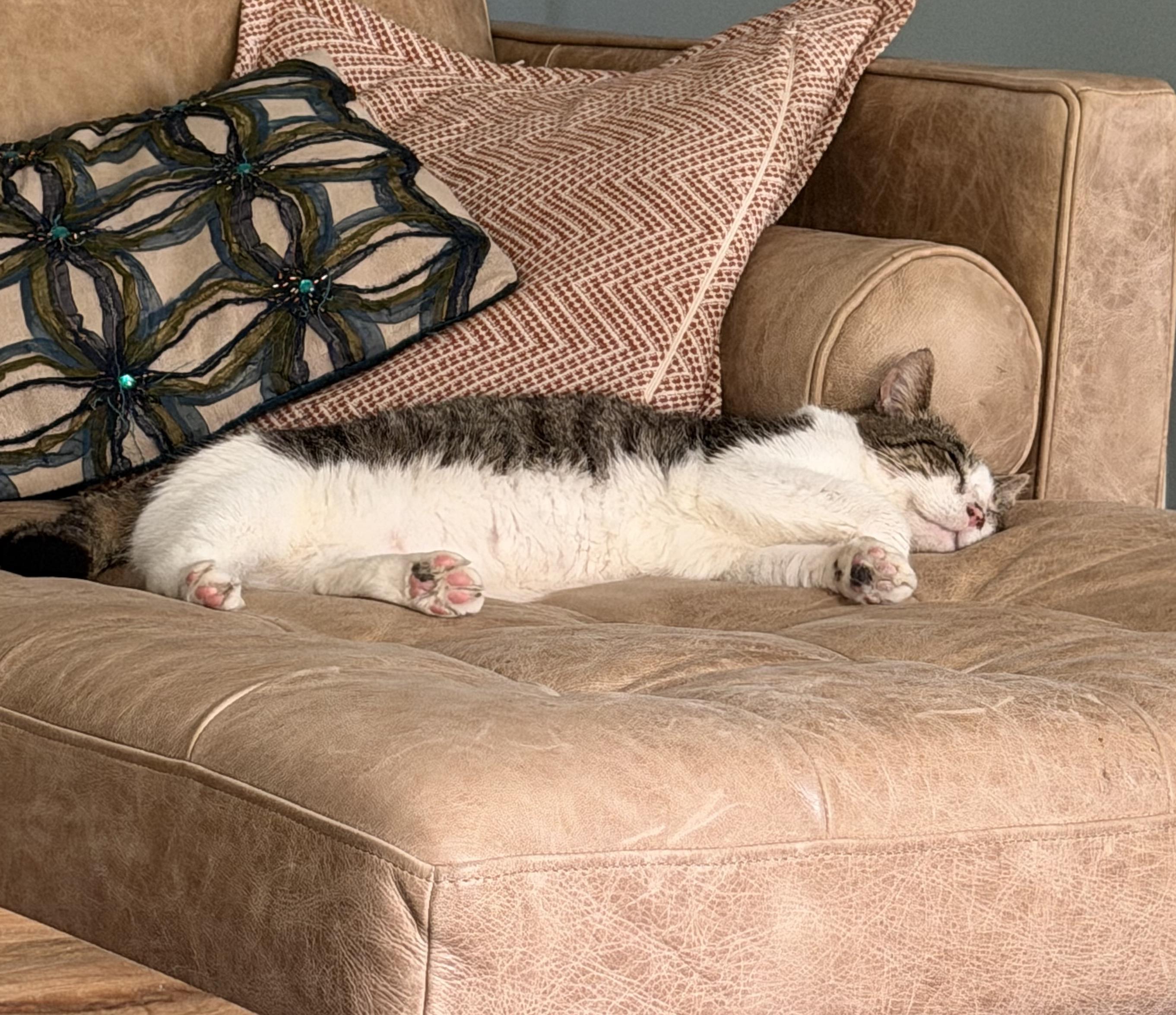 Enlarge Rusty, a Adoptable Domestic Short Hair in Stow , MA image 2/4