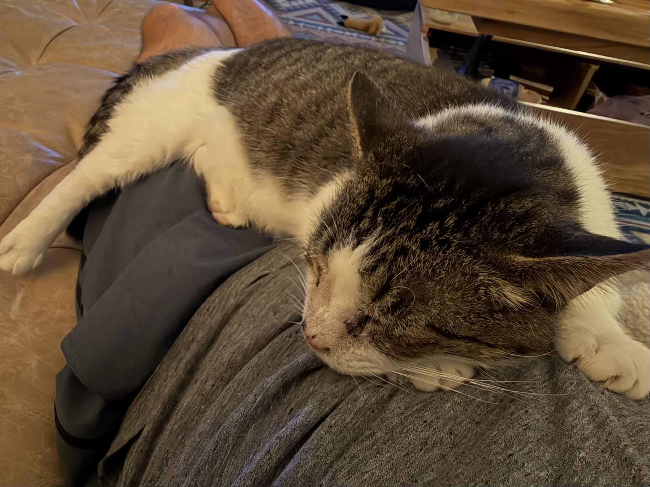 Enlarge Rusty, a Adoptable Domestic Short Hair in Stow , MA image 4/4