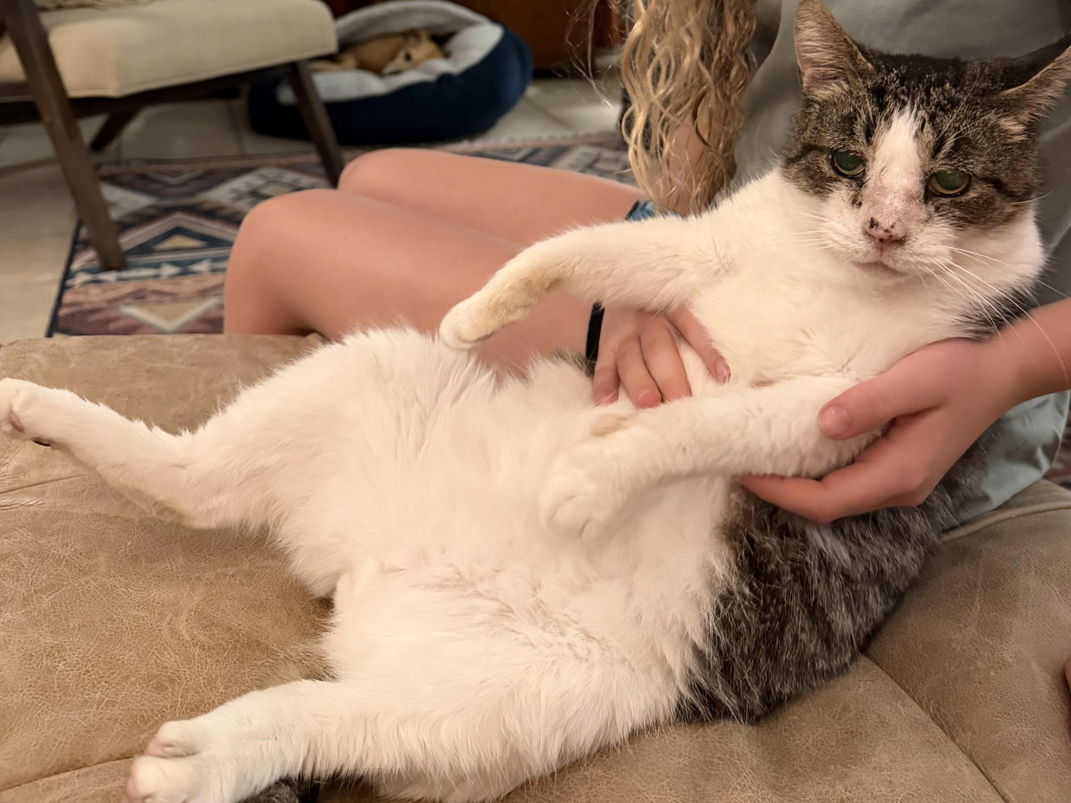 Enlarge Rusty, a Adoptable Domestic Short Hair in Stow , MA image 3/4