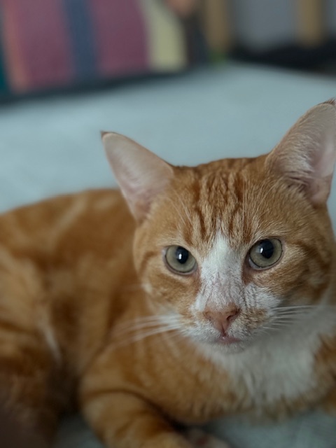 Baby Ginger N. ~ Professional Love Bug Domestic Short Hair Cat