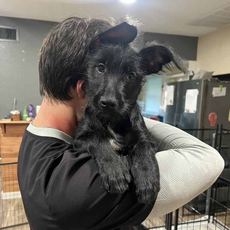 Blue Curacao Schnapps, ADOPTABLE, Puppy Male Miniature Schnauzer & Shepherd.