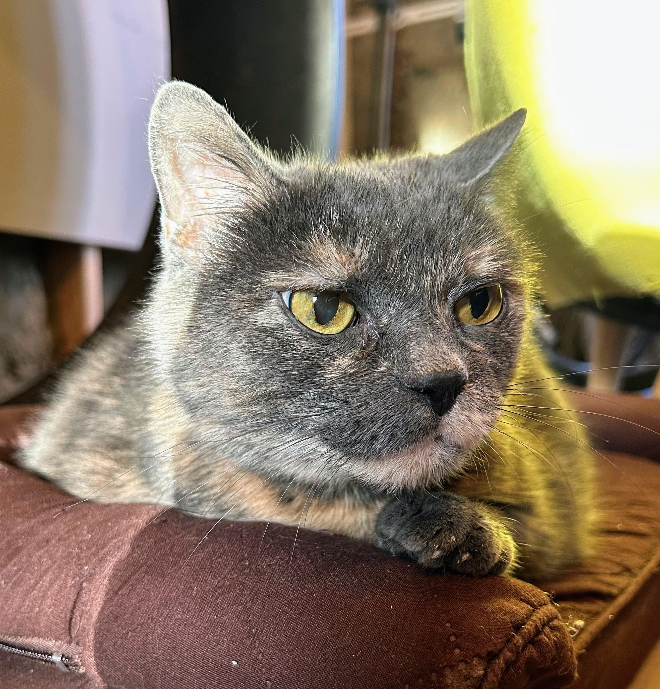 Baby, Senior Female Domestic Short Hair