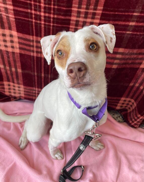 Armadillo, ADOPTABLE, Adult Female Jack Russell Terrier.