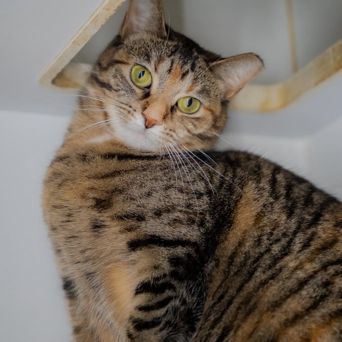 Jamz Dean, ADOPTABLE, Young Female Domestic Short Hair.