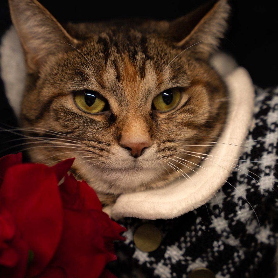 Jamz Dean, a ADOPTABLE Domestic Short Hair in Alexandria, IN image 1/2