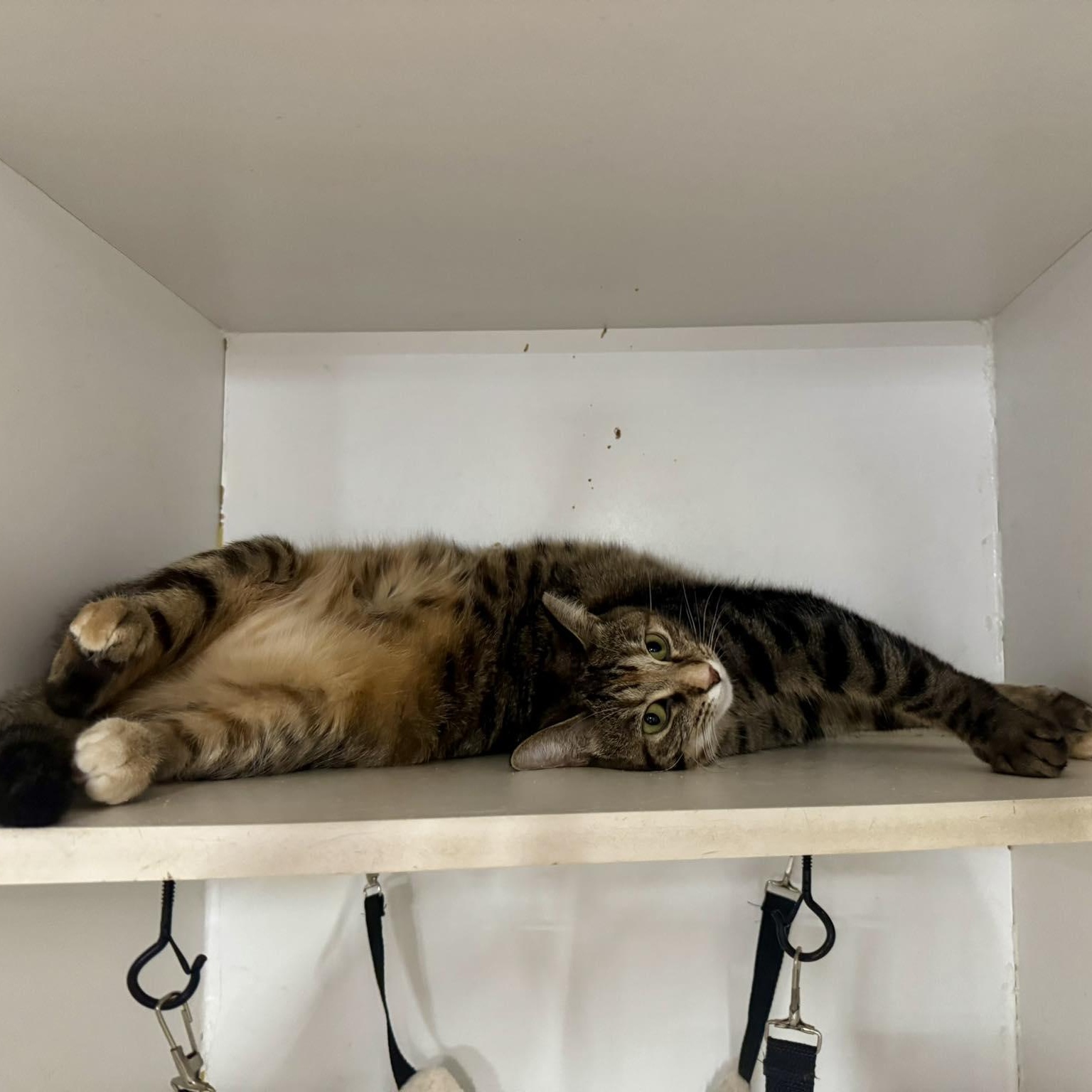 Enlarge Jamz Dean, a ADOPTABLE Domestic Short Hair in Alexandria, IN image 2/4