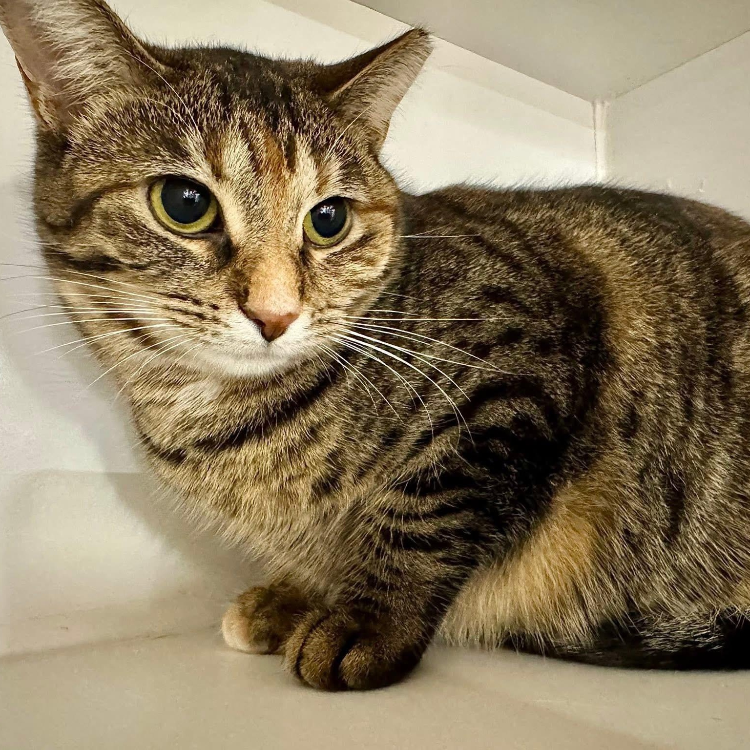Jamz Dean, a ADOPTABLE Domestic Short Hair in Alexandria, IN image 2/2