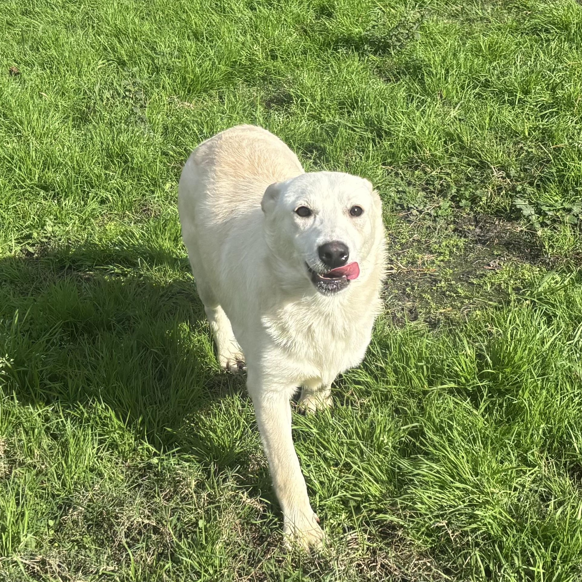 Enlarge Luna, a Adoptable mixed breed in Coldspring, TX image 1/6