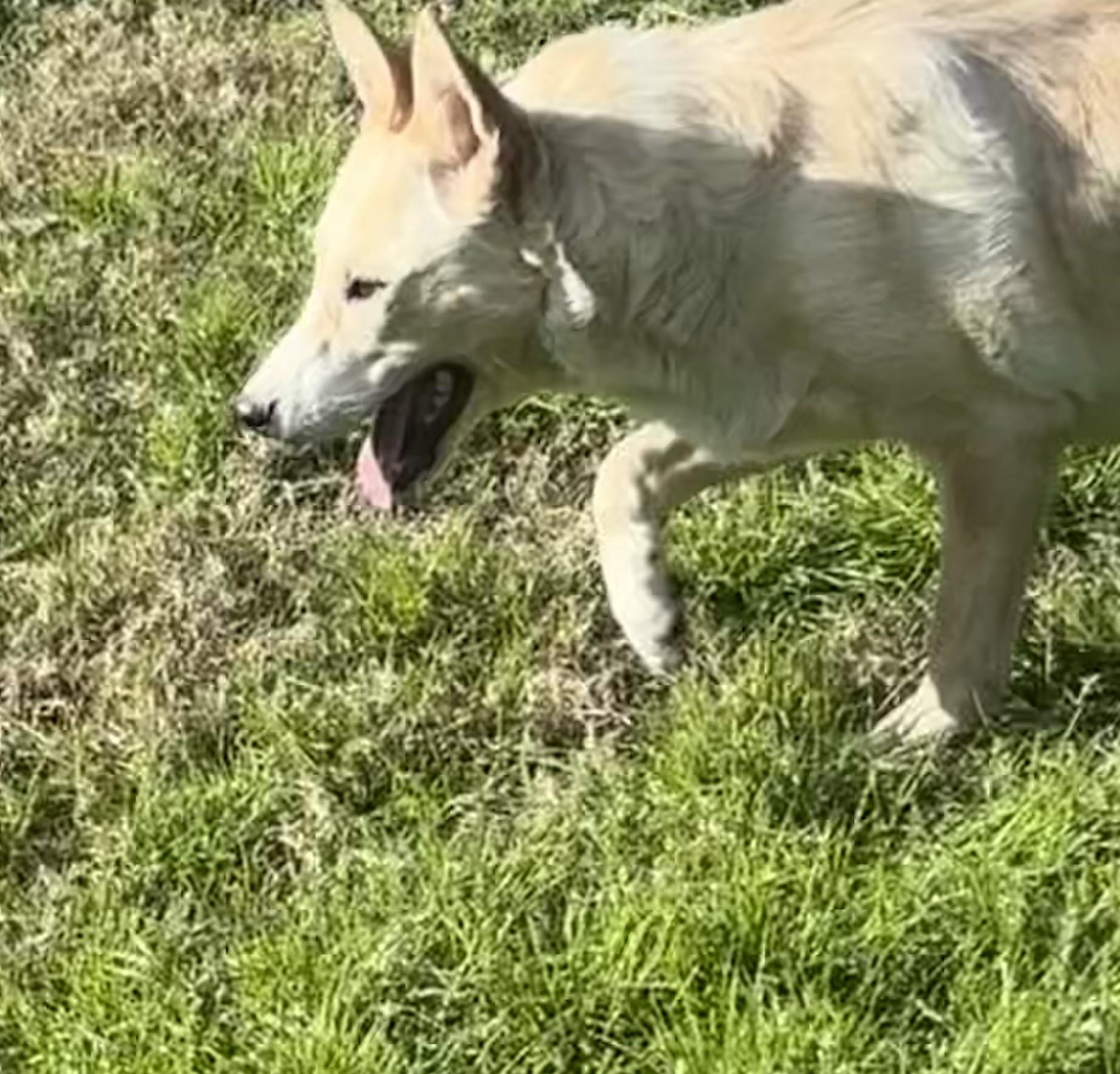 Enlarge Luna, a Adoptable mixed breed in Coldspring, TX image 2/6