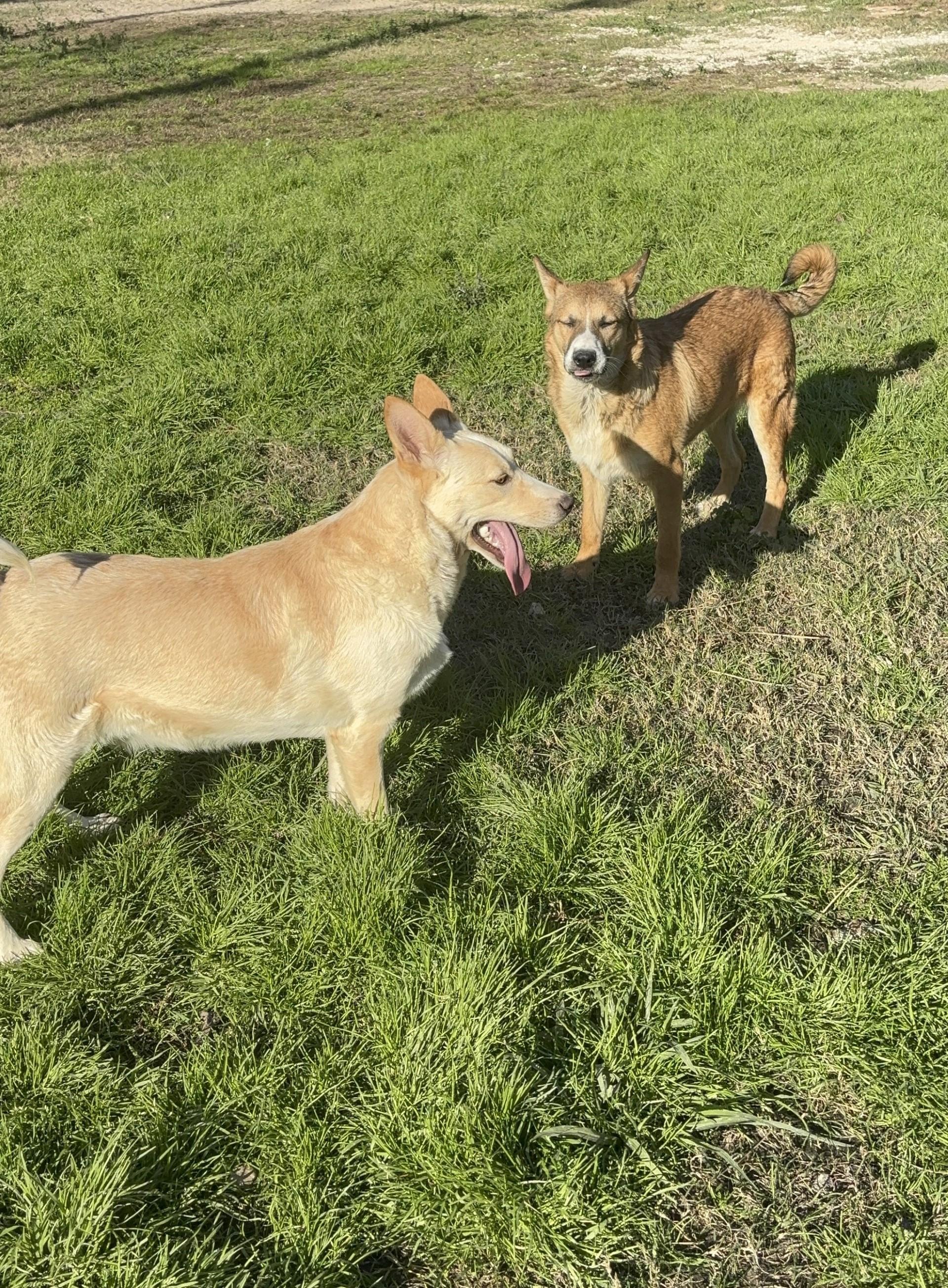 Enlarge Luna, a Adoptable mixed breed in Coldspring, TX image 3/6