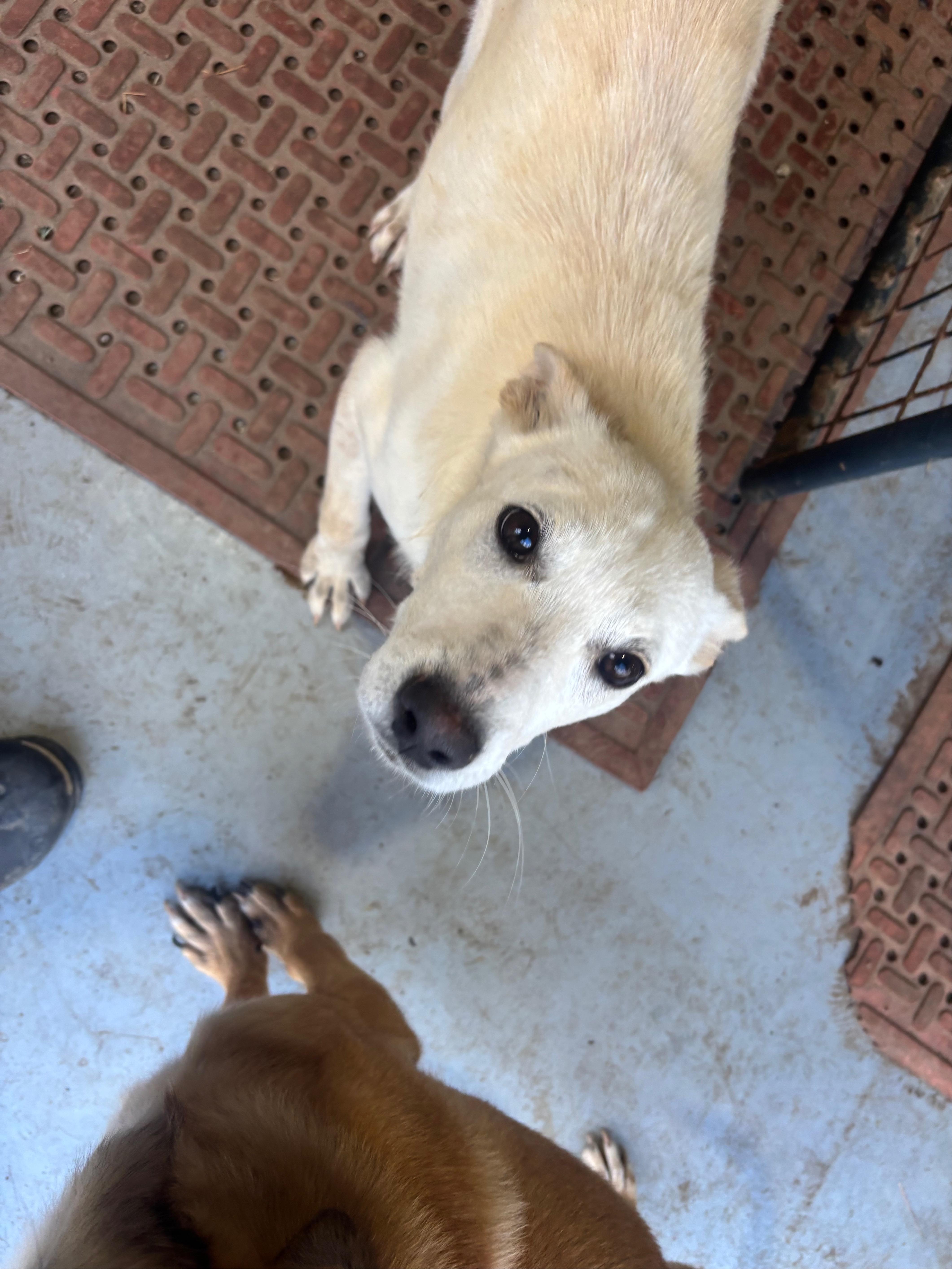 Enlarge Luna, a Adoptable mixed breed in Coldspring, TX image 5/6