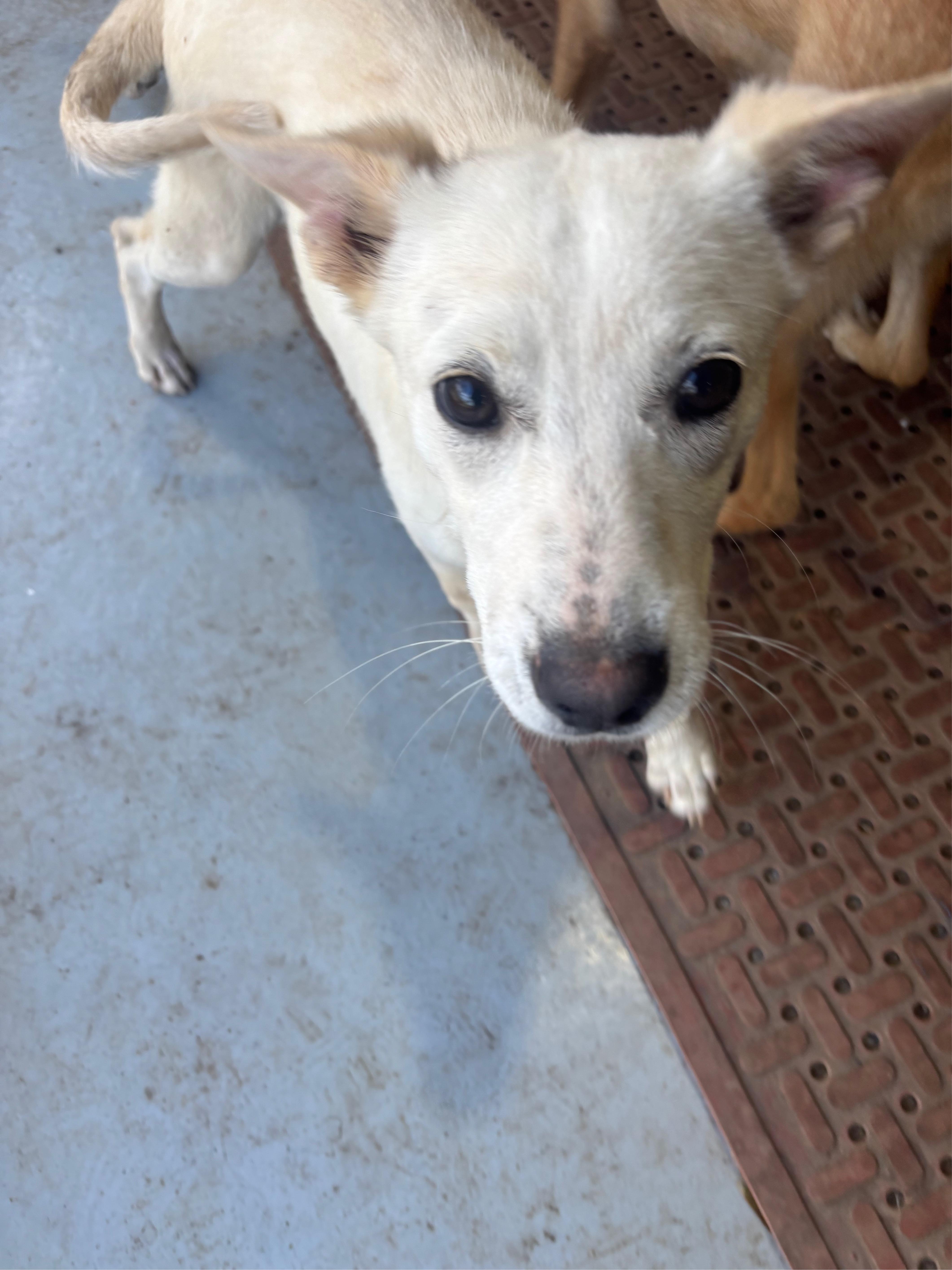 Enlarge Luna, a Adoptable mixed breed in Coldspring, TX image 4/6