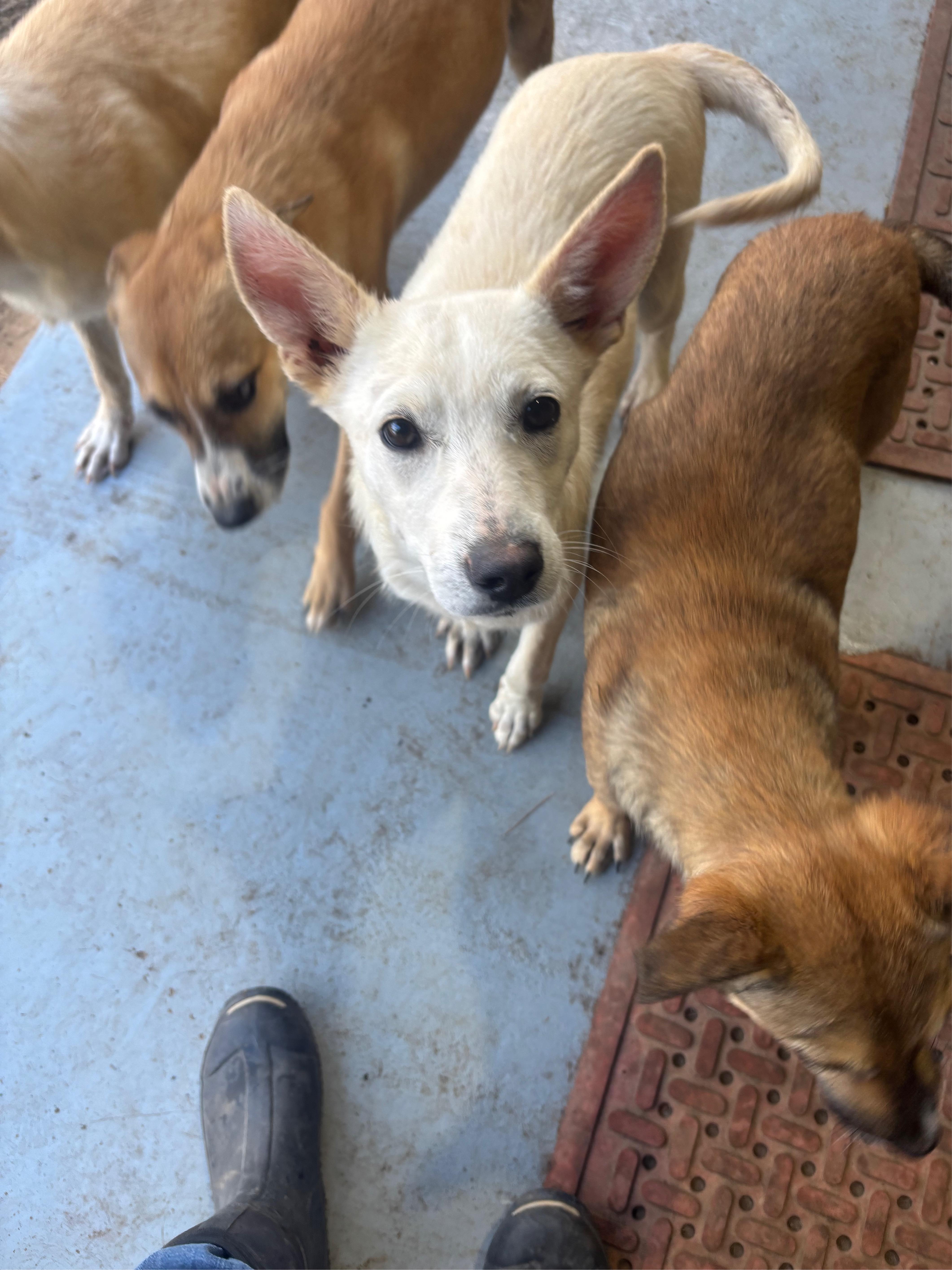 Enlarge Luna, a Adoptable mixed breed in Coldspring, TX image 6/6