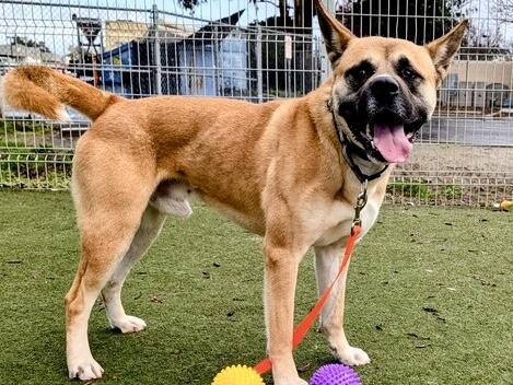 SHAVER, Adoptable, Adult Male German Shepherd Dog & Mixed Breed.