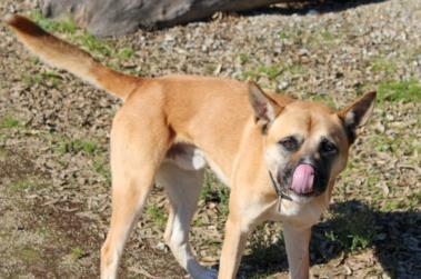 SHAVER, Adoptable, Adult Male German Shepherd Dog & Mixed Breed.