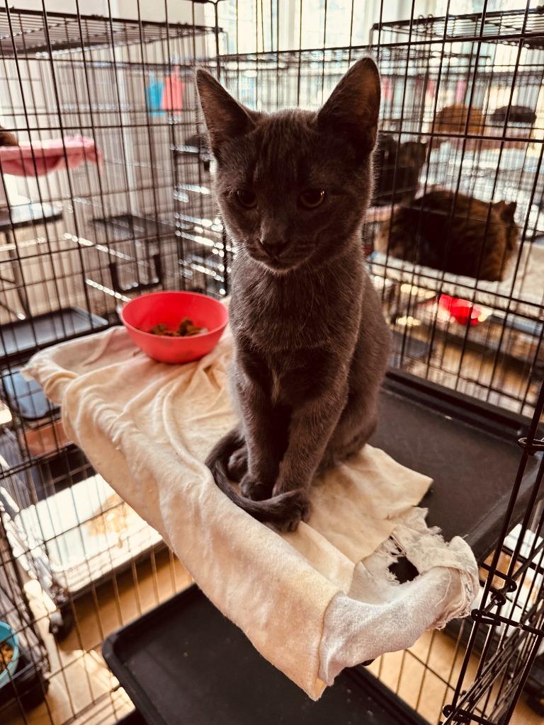 Enlarge Blue, a Adopted mixed breed in Richland Hills, TX image 1/2