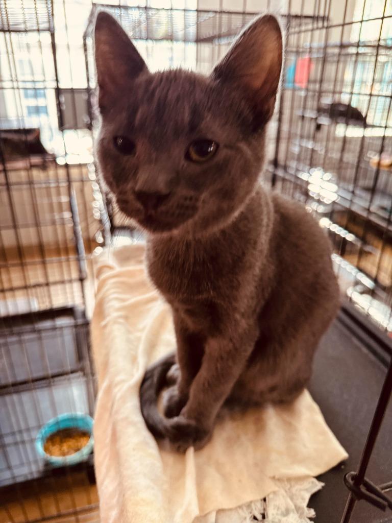 Enlarge Blue, a Adopted mixed breed in Richland Hills, TX image 2/2