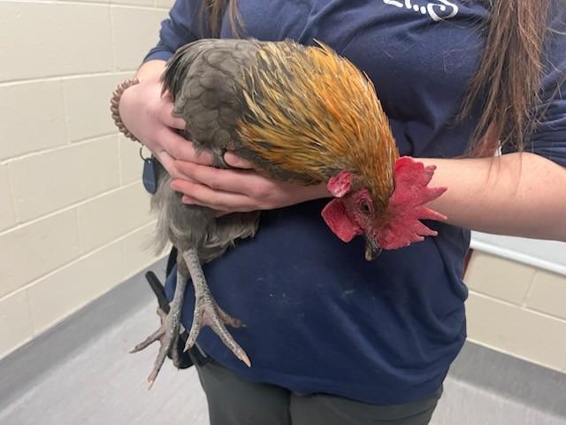 Enlarge COOP D. VILLE, a Adoptable Chicken in Colorado Springs, CO image 1/1