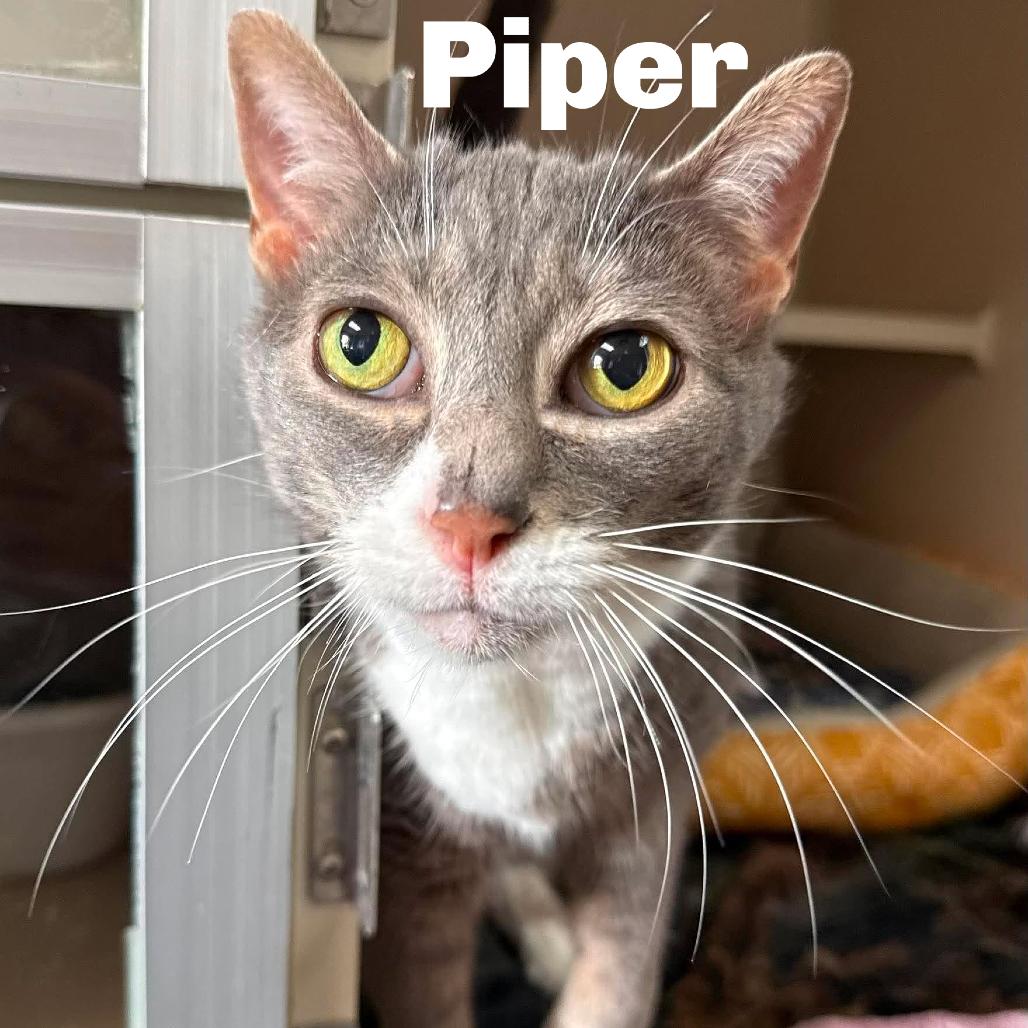 Piper 260565, Adoptable, Senior Female Domestic Short Hair.