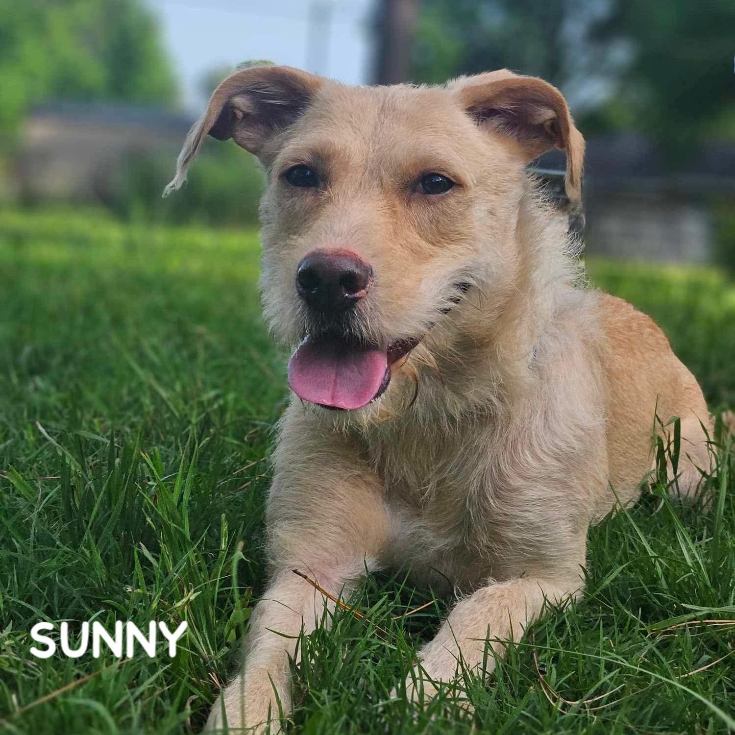 SUNNY
