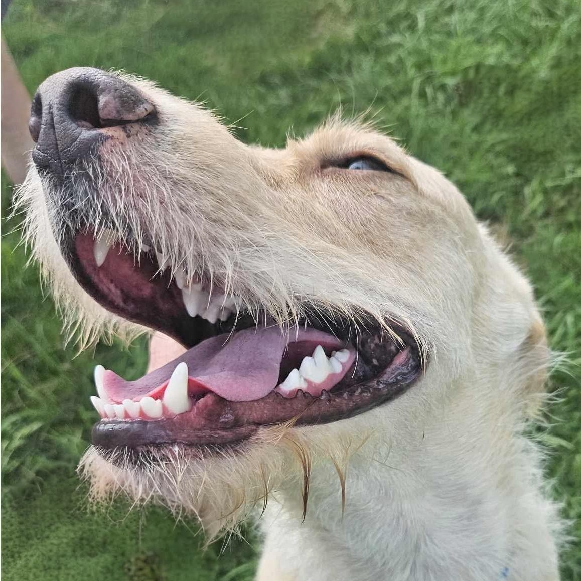 Enlarge SUNNY, a Adoptable mixed breed in Bethpage, NY image 3/6