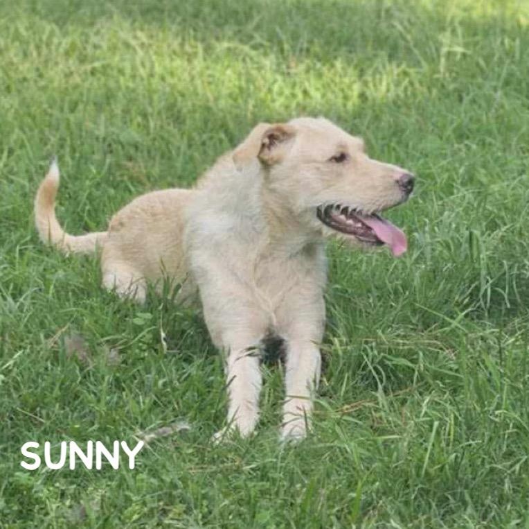 Enlarge SUNNY, a Adoptable mixed breed in Bethpage, NY image 1/6