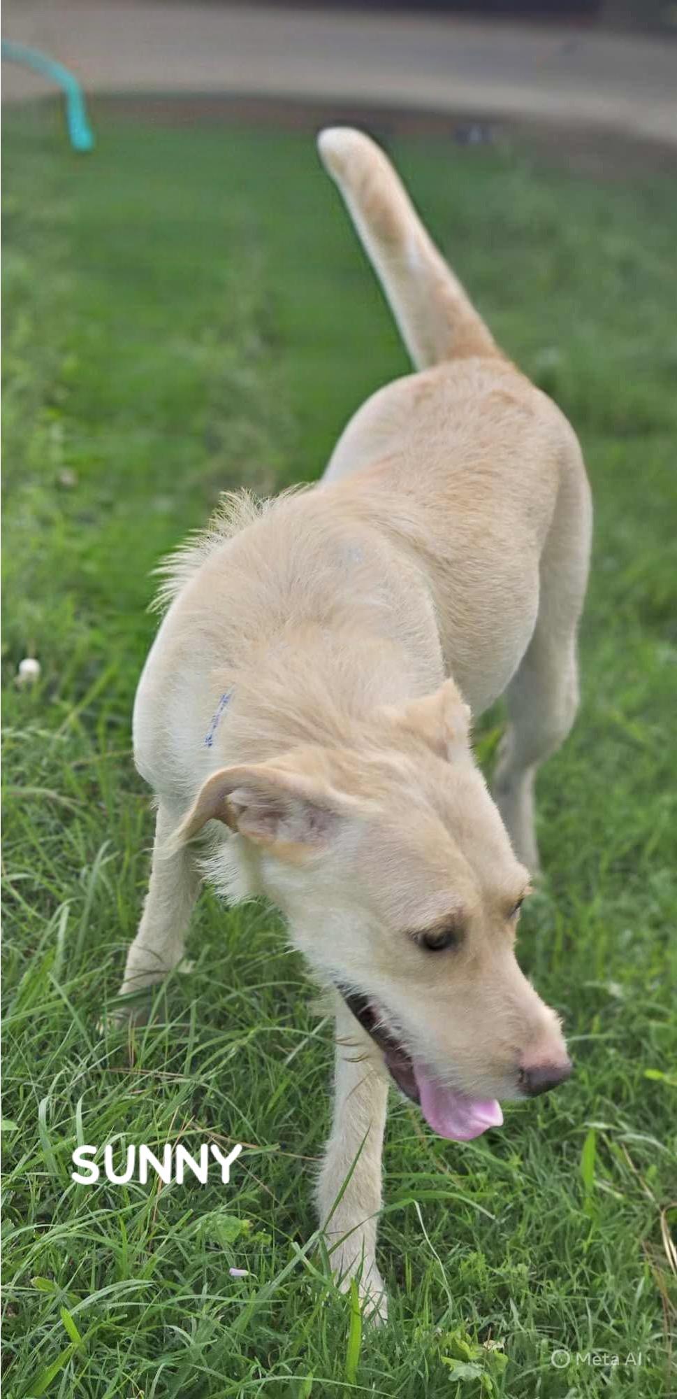 Enlarge SUNNY, a Adoptable mixed breed in Bethpage, NY image 5/6