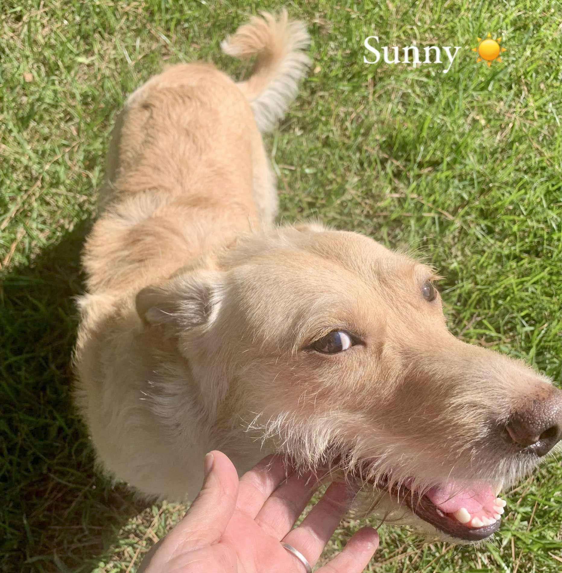 Enlarge SUNNY, a Adoptable mixed breed in Bethpage, NY image 2/6